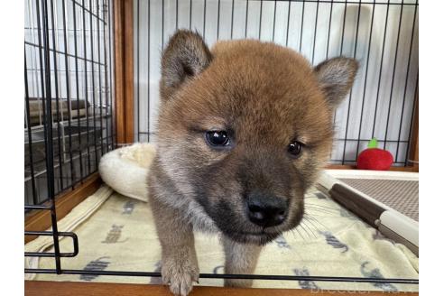成約済の岡山県の柴犬-363491の2枚目