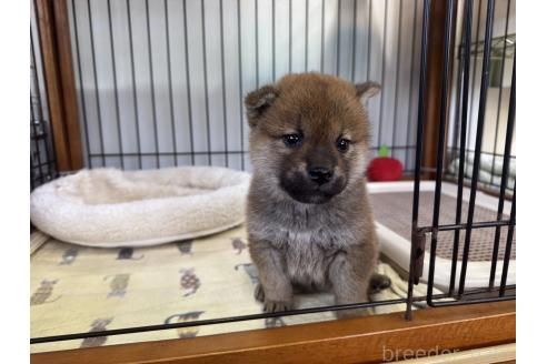 成約済の岡山県の柴犬-363492の1枚目
