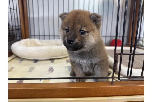 成約済の岡山県の柴犬-363492の5枚目