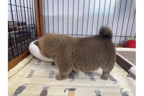 成約済の岡山県の柴犬-363492の3枚目