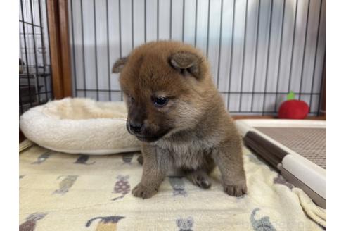成約済の岡山県の柴犬-363492の2枚目