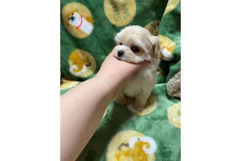 成約済の山形県のマルプー:マルチーズ×トイプードル-363526の5枚目
