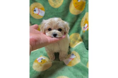 成約済の山形県のマルプー:マルチーズ×トイプードル-363526の1枚目