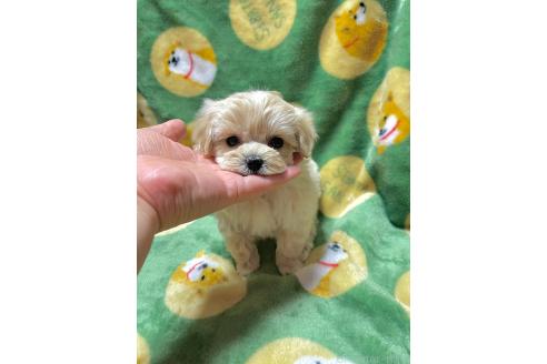 成約済の山形県のマルプー:マルチーズ×トイプードル-363526の4枚目