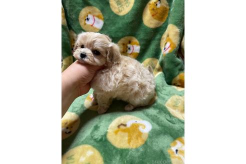 成約済の山形県のマルプー:マルチーズ×トイプードル-363526の3枚目