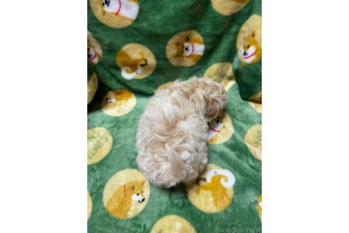 成約済の山形県のマルプー:マルチーズ×トイプードル-363526の2枚目