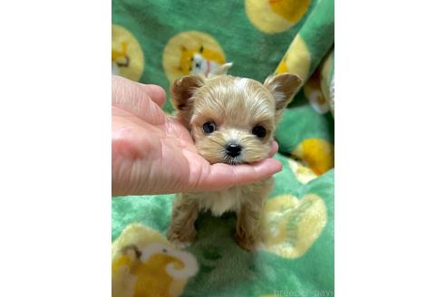 成約済の山形県のマルプー:マルチーズ×トイプードル-363528の4枚目