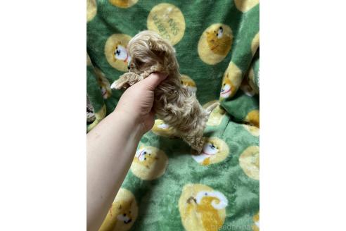 成約済の山形県のマルプー:マルチーズ×トイプードル-363528の3枚目