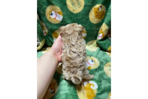 成約済の山形県のマルプー:マルチーズ×トイプードル-363528の2枚目