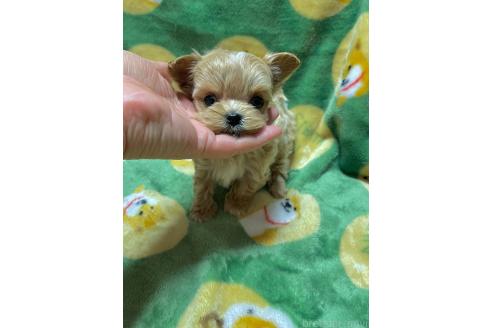 成約済の山形県のマルプー:マルチーズ×トイプードル-363528