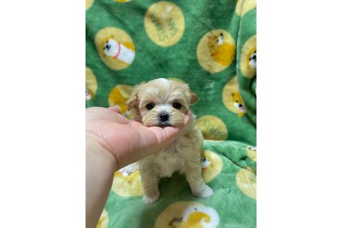 成約済の山形県のマルプー:マルチーズ×トイプードル-363529の1枚目