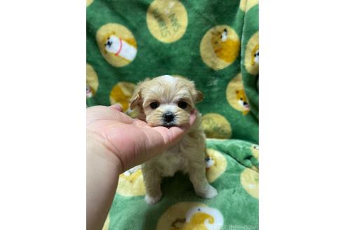 成約済の山形県のマルプー:マルチーズ×トイプードル-363529の3枚目