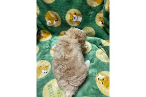 成約済の山形県のマルプー:マルチーズ×トイプードル-363529の2枚目