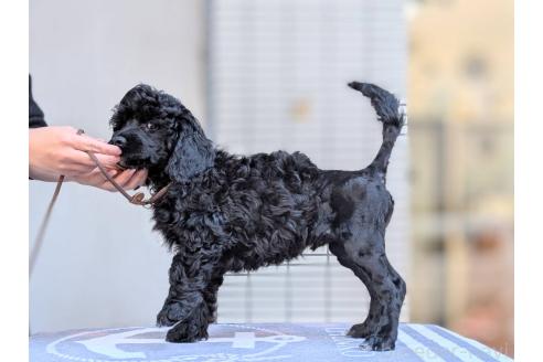 成約済の東京都のその他の犬種-357564の6枚目
