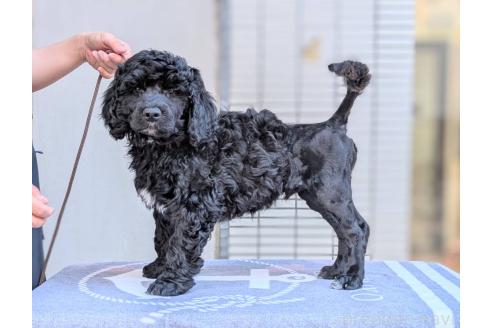 成約済の東京都のその他の犬種-357564の5枚目
