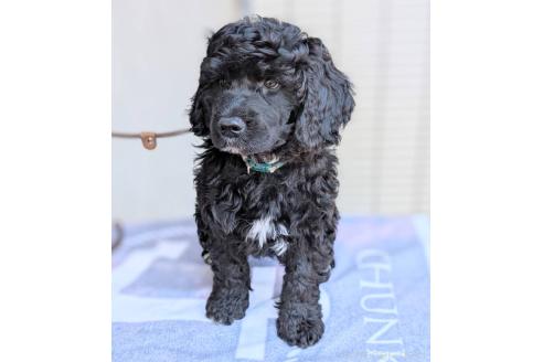 成約済の東京都のその他の犬種-357564の3枚目