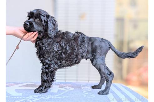 成約済の東京都のその他の犬種-357564の2枚目