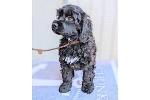 成約済の東京都のその他の犬種-357562の18枚目