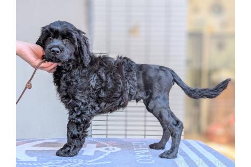 成約済の東京都のその他の犬種-357562の16枚目