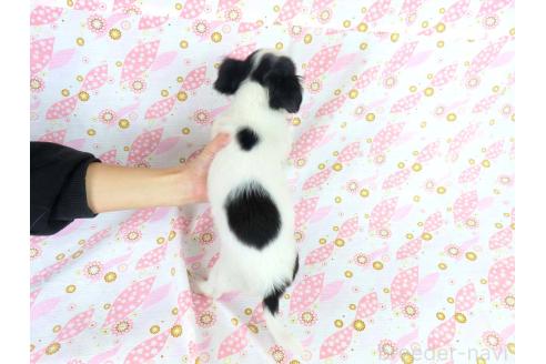 成約済の千葉県のチワワ(ロングコート)-351709の17枚目