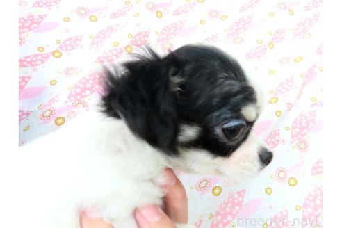 成約済の千葉県のチワワ(ロングコート)-351709の16枚目