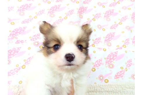 成約済の千葉県のパピヨン-359531の4枚目