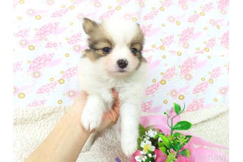 成約済の千葉県のパピヨン-359531の3枚目