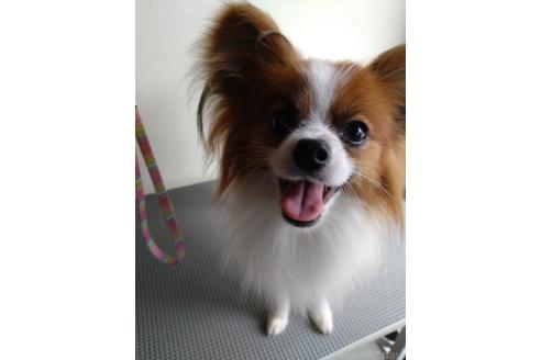 ひなちゃん1枚目