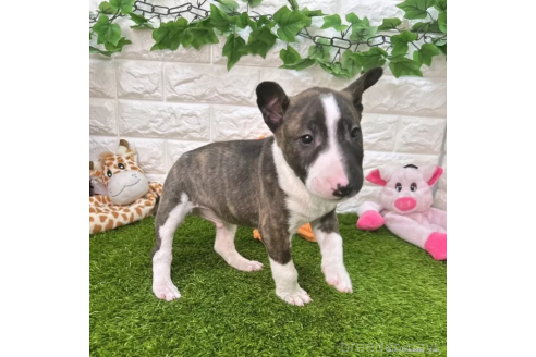 成約済の愛知県のミニチュアブルテリア-360347