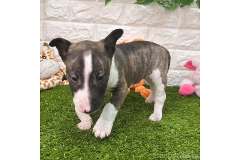 成約済の愛知県のミニチュアブルテリア-360347の5枚目