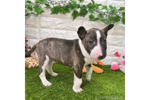 成約済の愛知県のミニチュアブルテリア-360347の4枚目