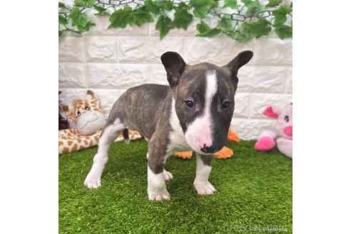 成約済の愛知県のミニチュアブルテリア-360347の3枚目