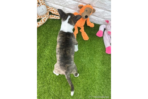 成約済の愛知県のミニチュアブルテリア-360347の2枚目