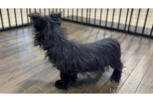 成約済の栃木県のミックス犬-352822の5枚目