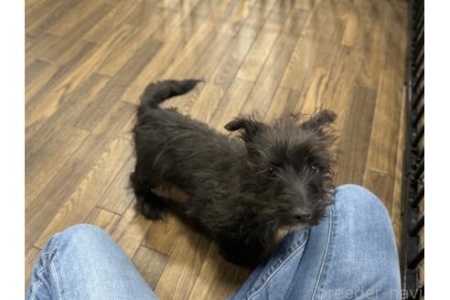 成約済の栃木県のミックス犬-352822の4枚目