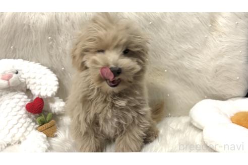 成約済の栃木県のマルプー:マルチーズ×トイプードル-350885の2枚目