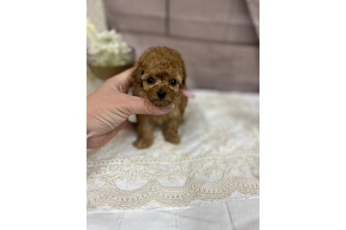 成約済の愛媛県のトイプードル-363608の9枚目