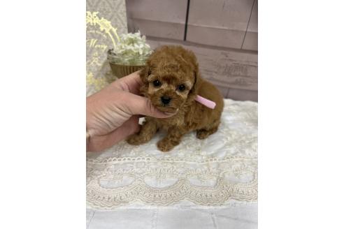 成約済の愛媛県のトイプードル-363608の3枚目