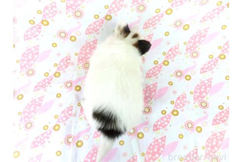 成約済の千葉県のパピヨン-361333の37枚目