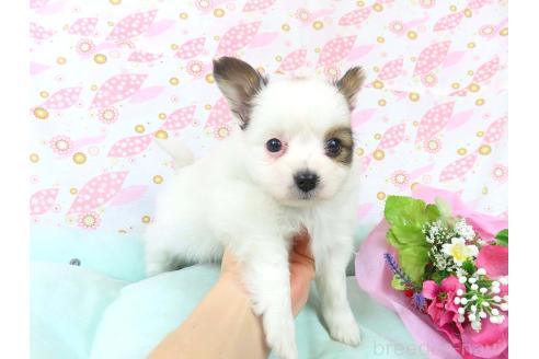 成約済の千葉県のパピヨン-361333の36枚目