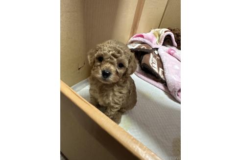 成約済の福岡県のティーカッププードル-363612の6枚目