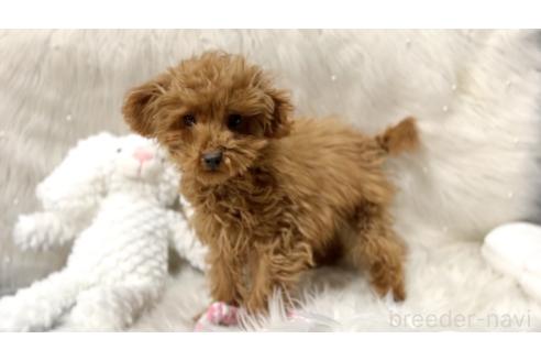 成約済の栃木県のマルプー:マルチーズ×トイプードル-350907の7枚目