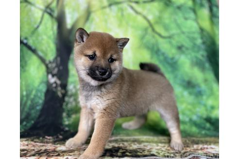 成約済の福岡県の豆柴-358713の3枚目