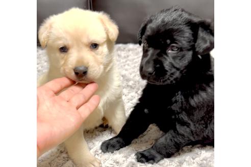 成約済の奈良県のミックス犬-357914の1枚目