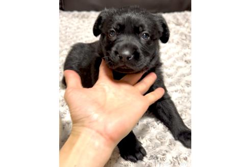 成約済の奈良県のミックス犬-357914の6枚目