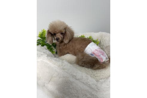 ふうなちゃん1枚目