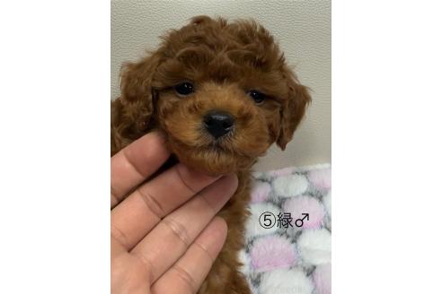 成約済の愛知県のトイプードル-361576の5枚目