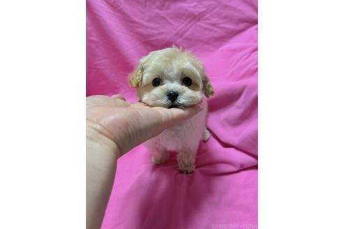 成約済の山形県のマルプー:マルチーズ×トイプードル-359885の3枚目