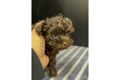 成約済の福岡県のミックス犬-363643の3枚目