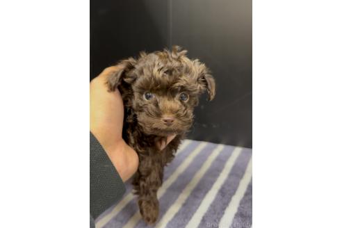成約済の福岡県のミックス犬-363643の2枚目